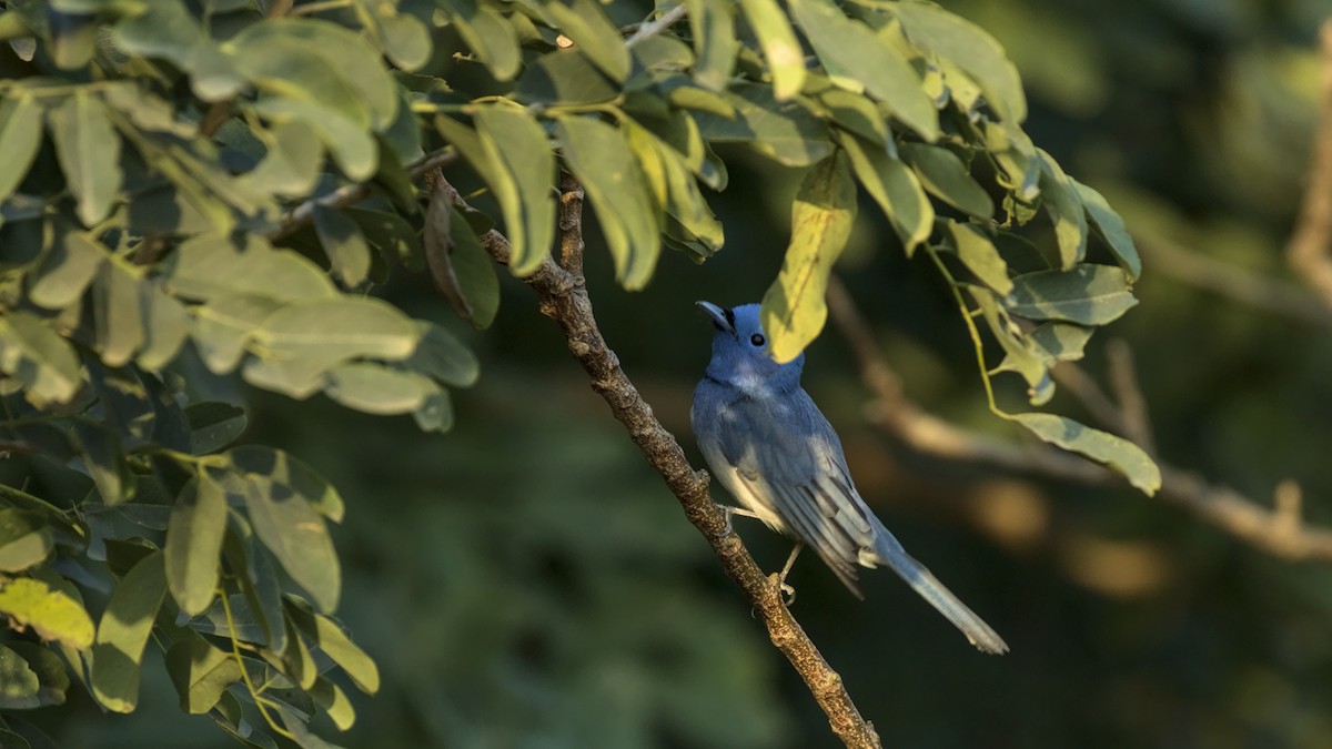 Black-naped Monarch - ML645311407