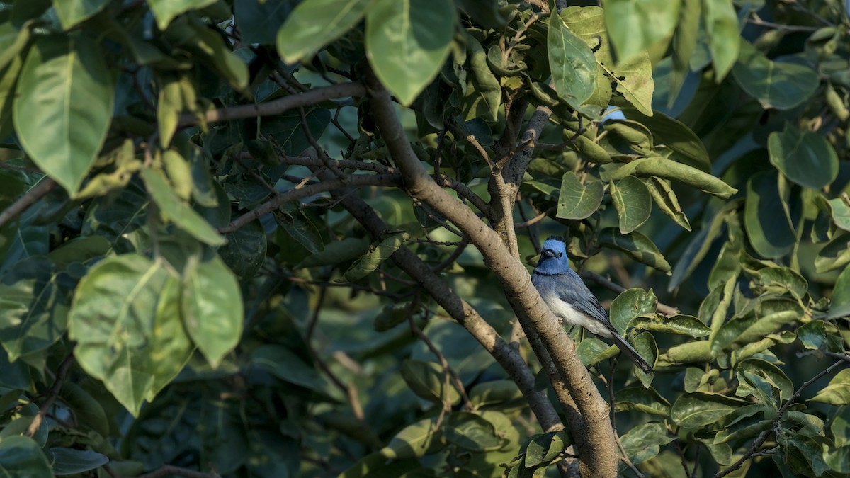 Black-naped Monarch - ML645311408