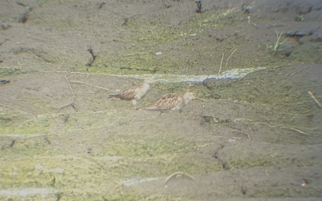 Pectoral Sandpiper - ML645311410