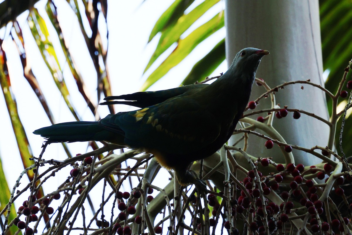 Mor Göğüslü Meyve Kumrusu - ML645311416