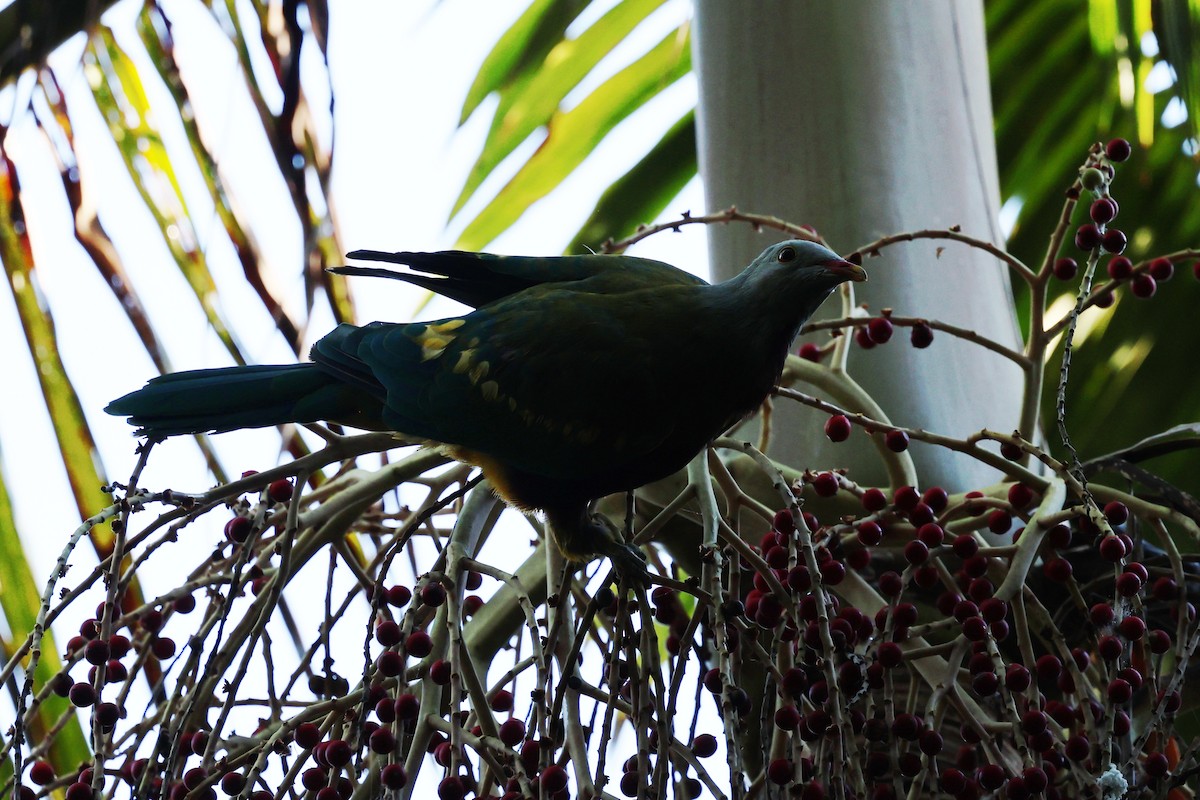 Mor Göğüslü Meyve Kumrusu - ML645311417