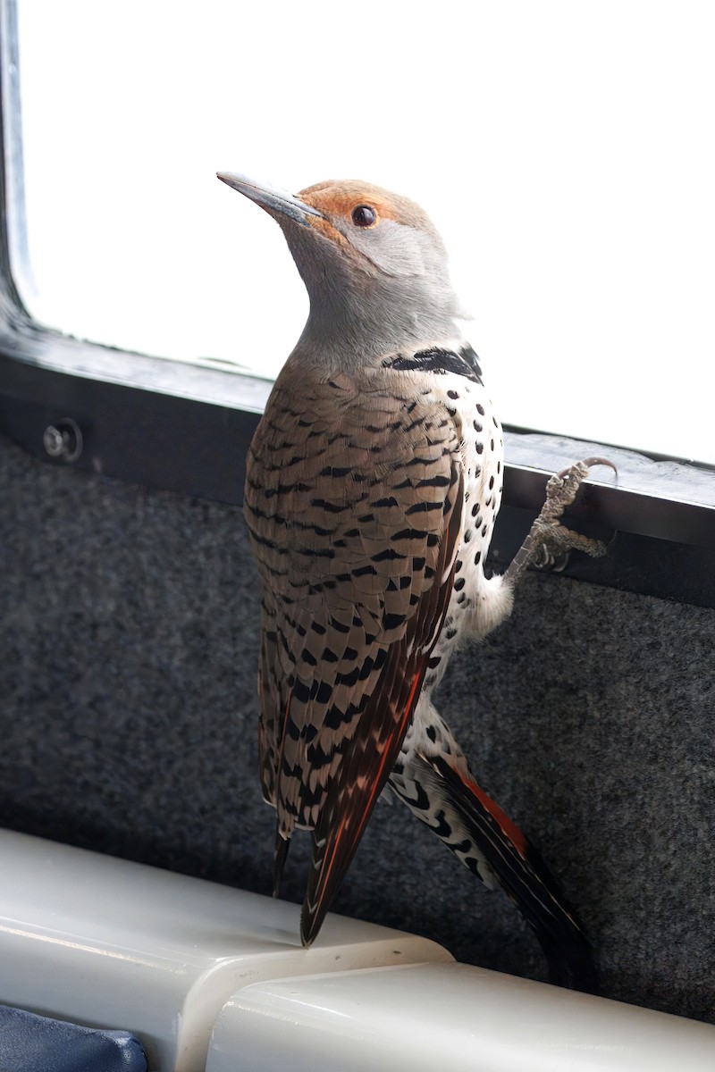 Northern Flicker (Red-shafted) - ML645311435