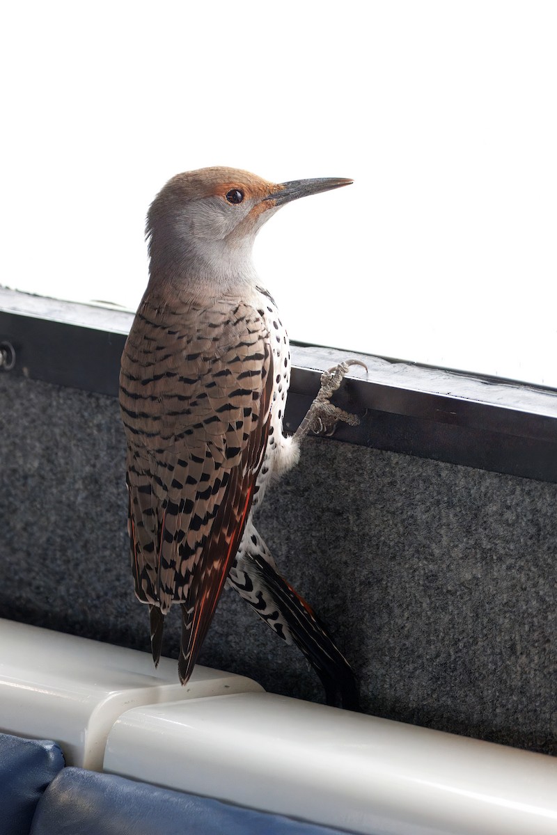 Northern Flicker (Red-shafted) - ML645311436