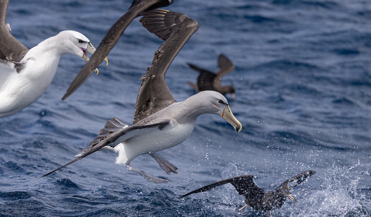 Salvin's Albatross - ML645311437