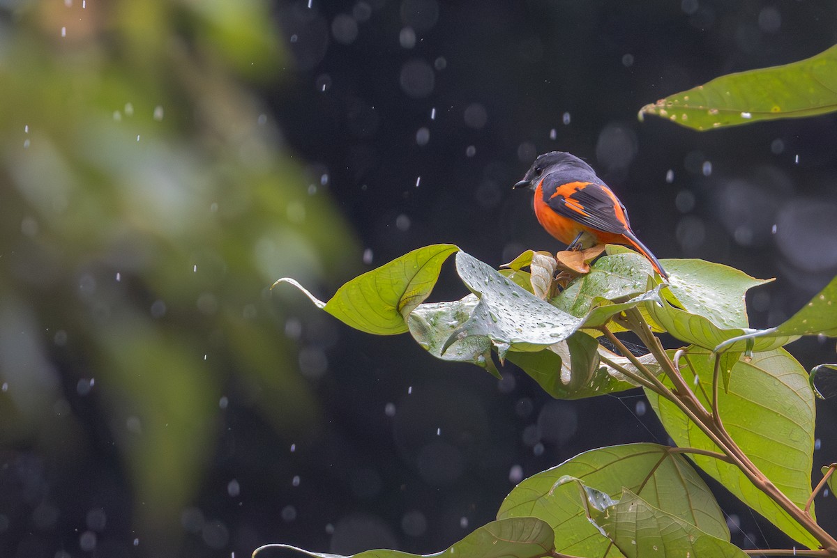 Личинкоїд сірощокий - ML645311438