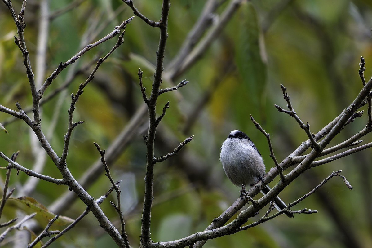 mlynařík dlouhoocasý - ML645311439