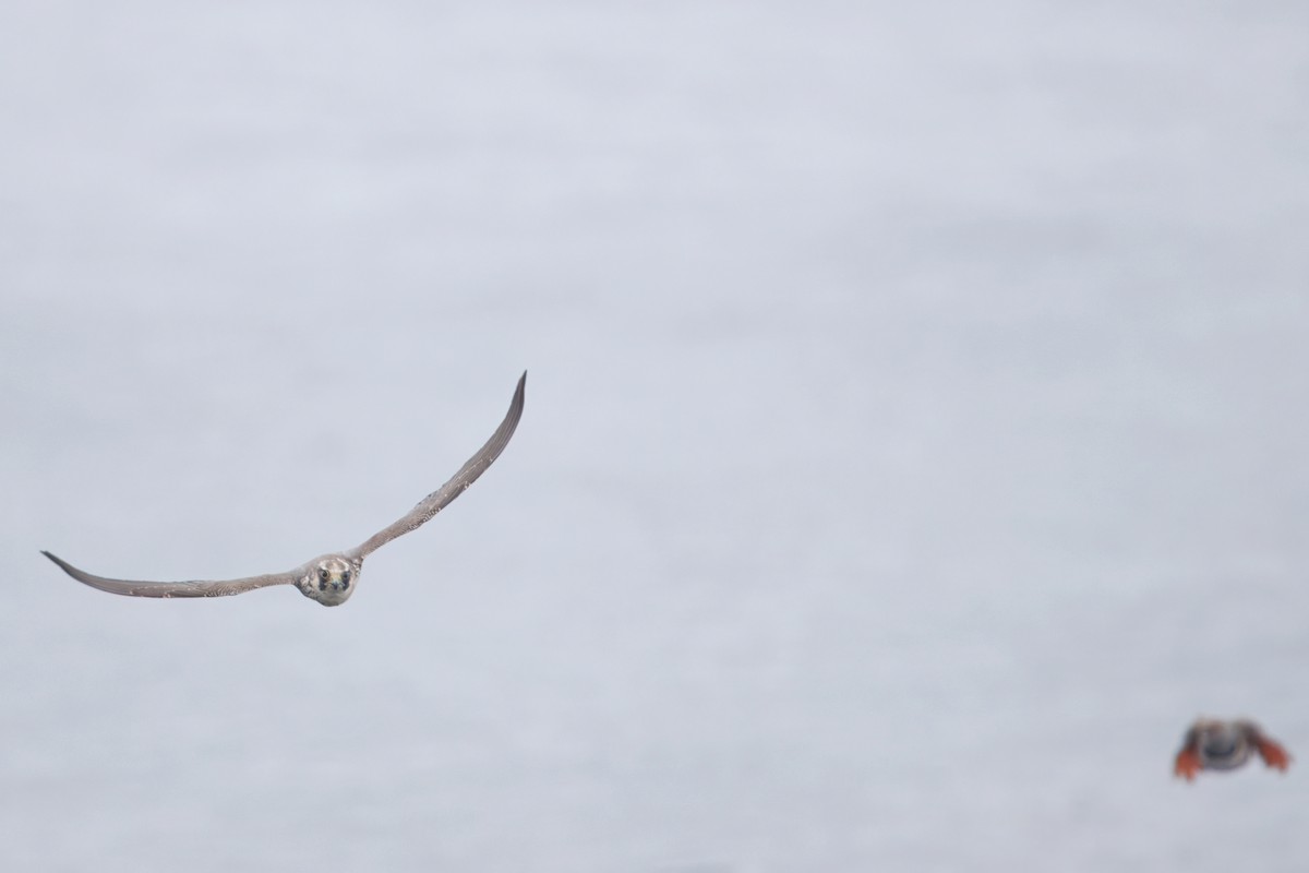 Belatz handia - ML645311440