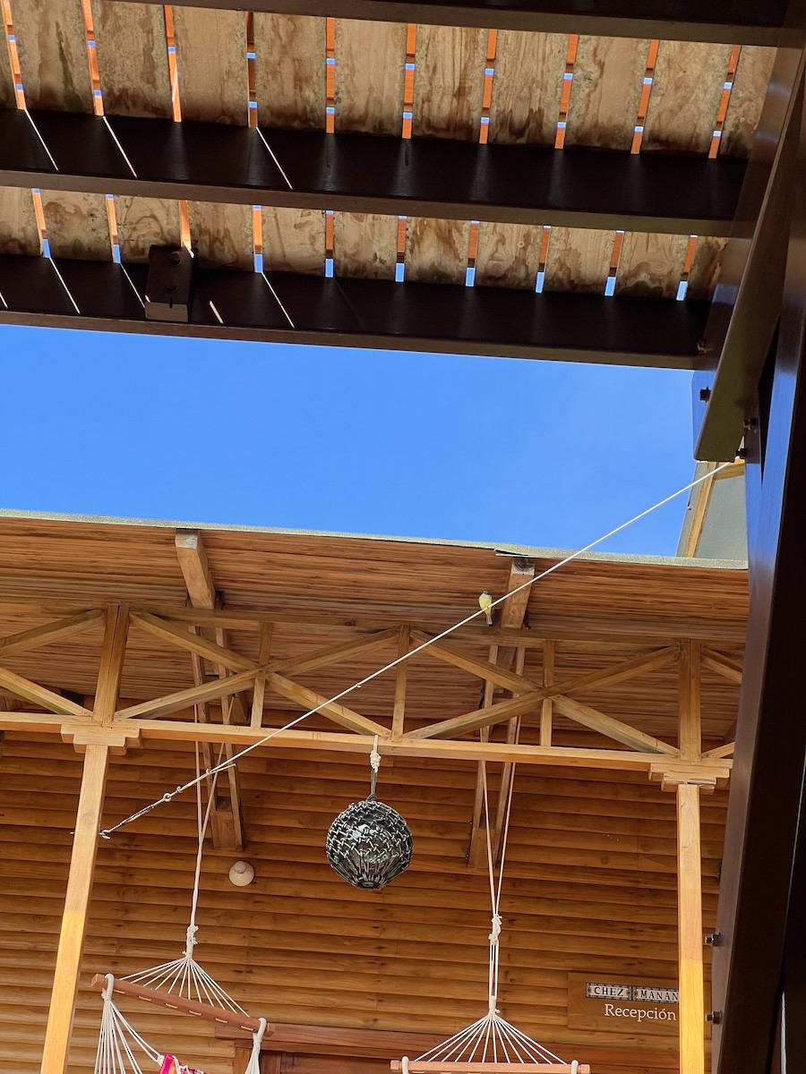 Brujo Flycatcher - ML645311441