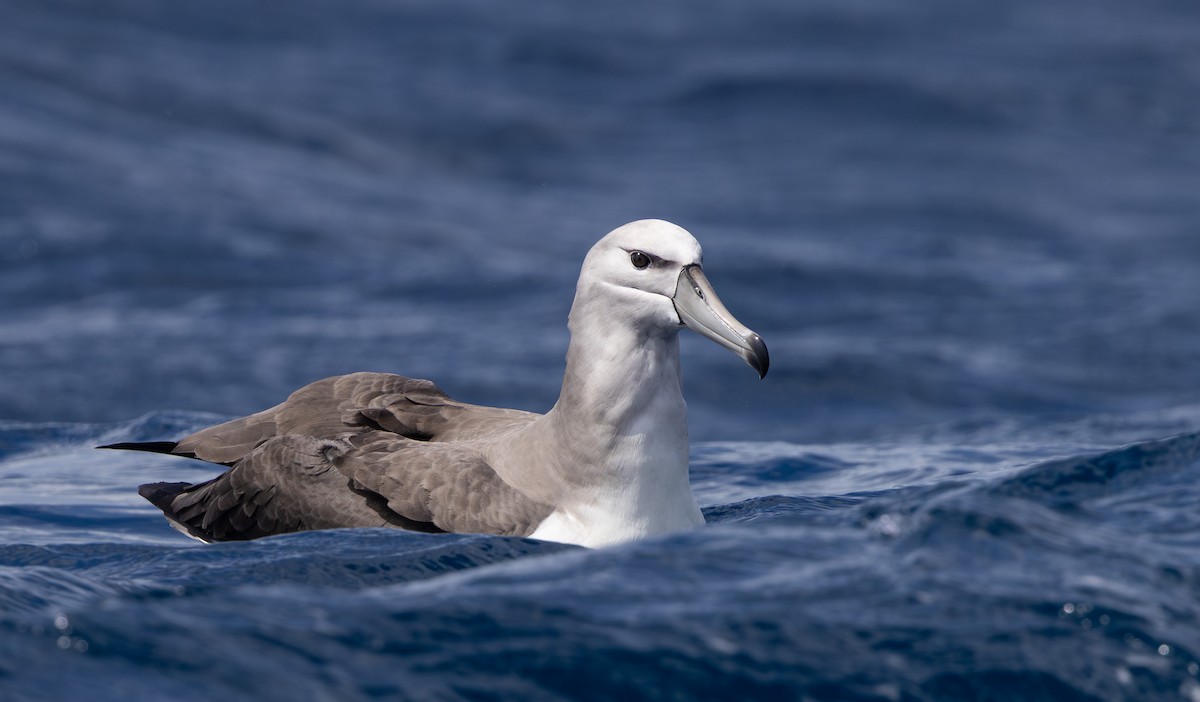 White-capped Albatross - ML645311444