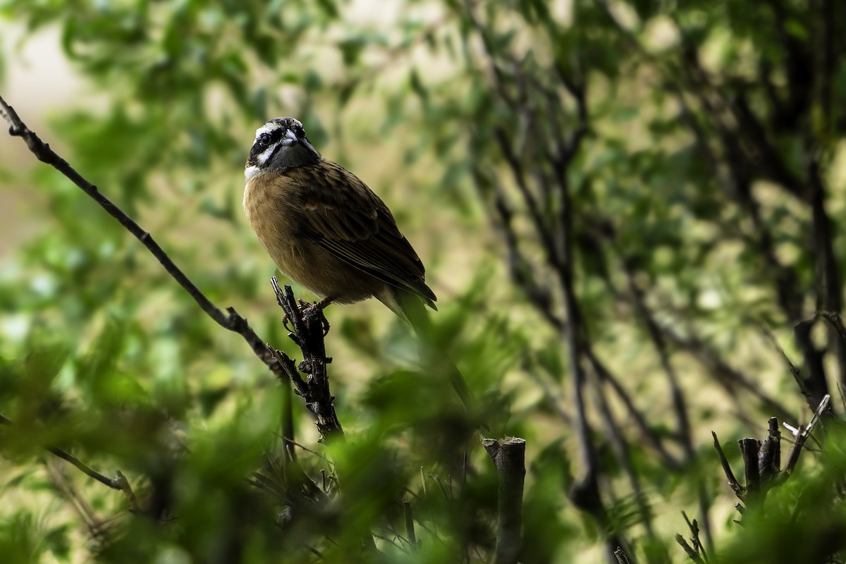 strnad čínský - ML645311453