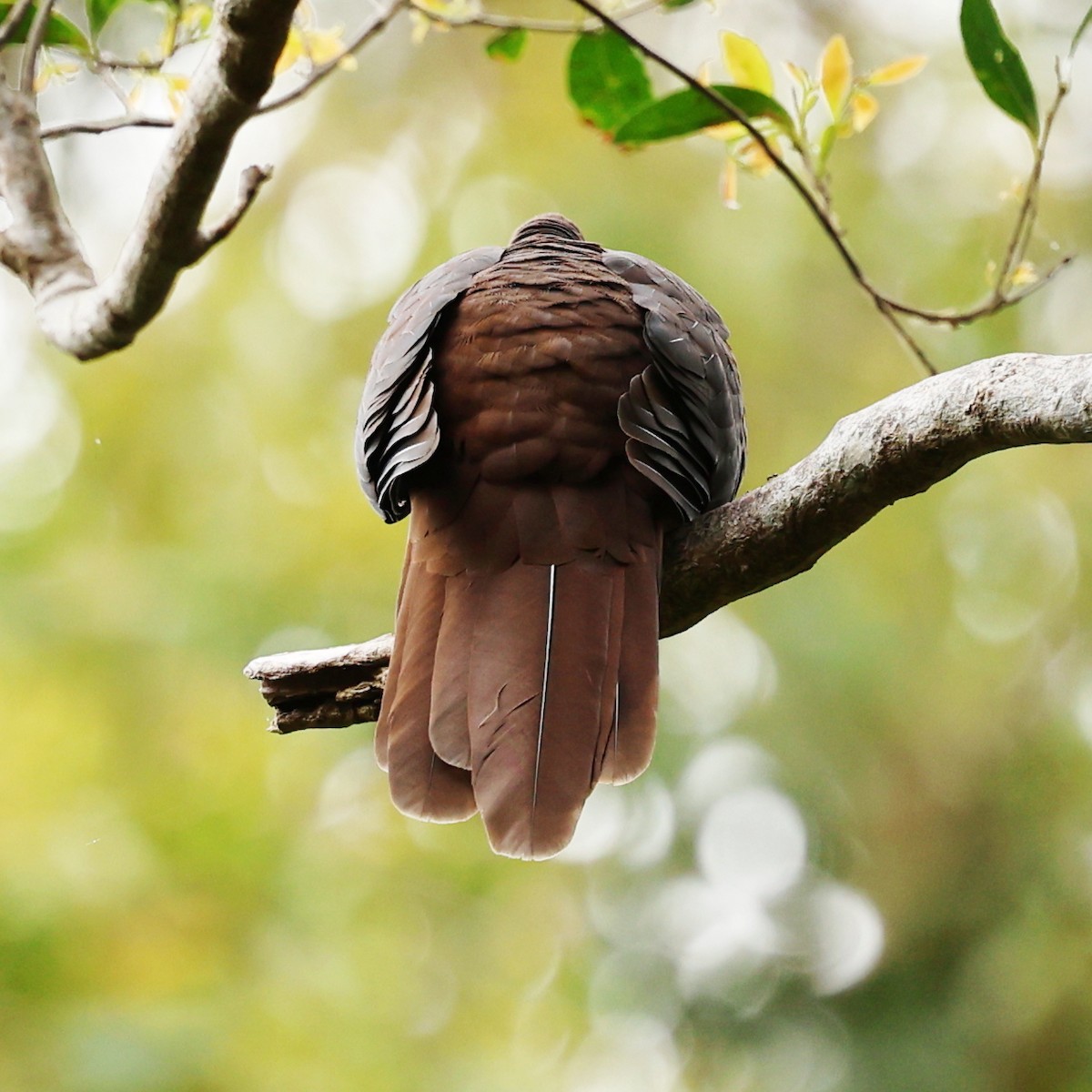 Phasianelle brune - ML645311469