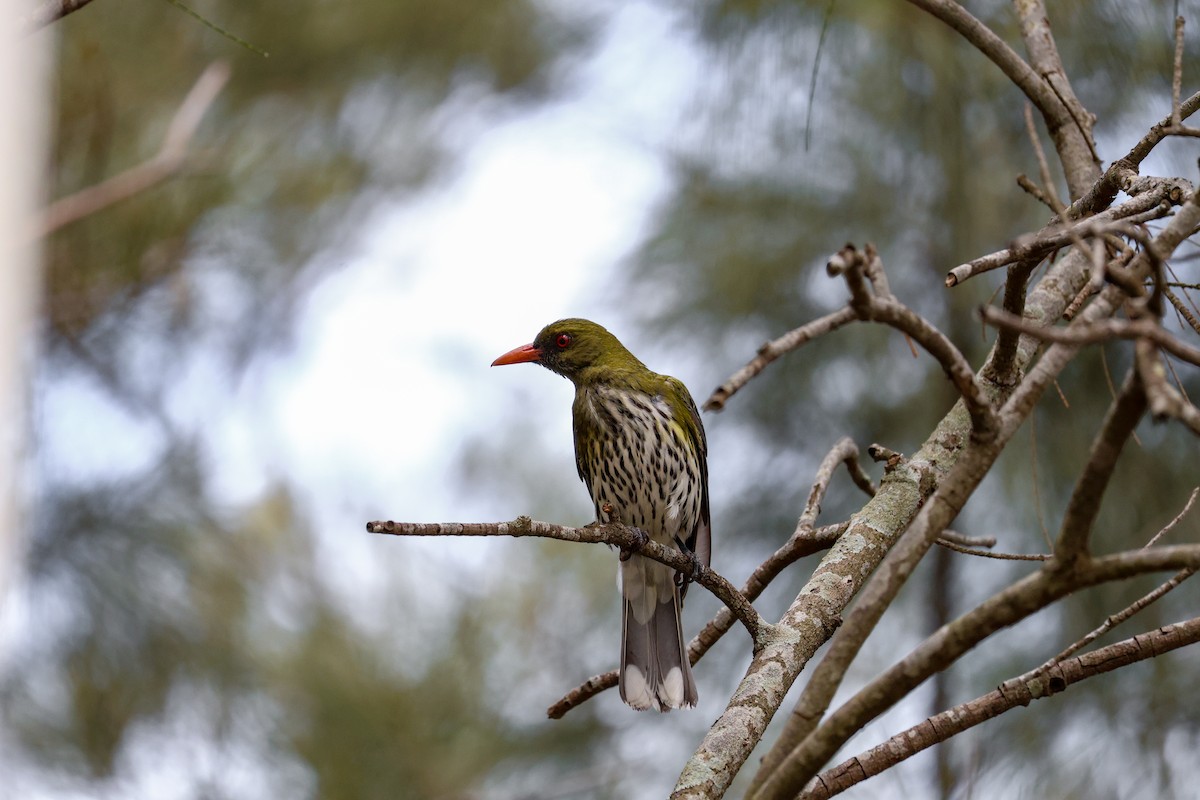 Olive-backed Oriole - ML645311484