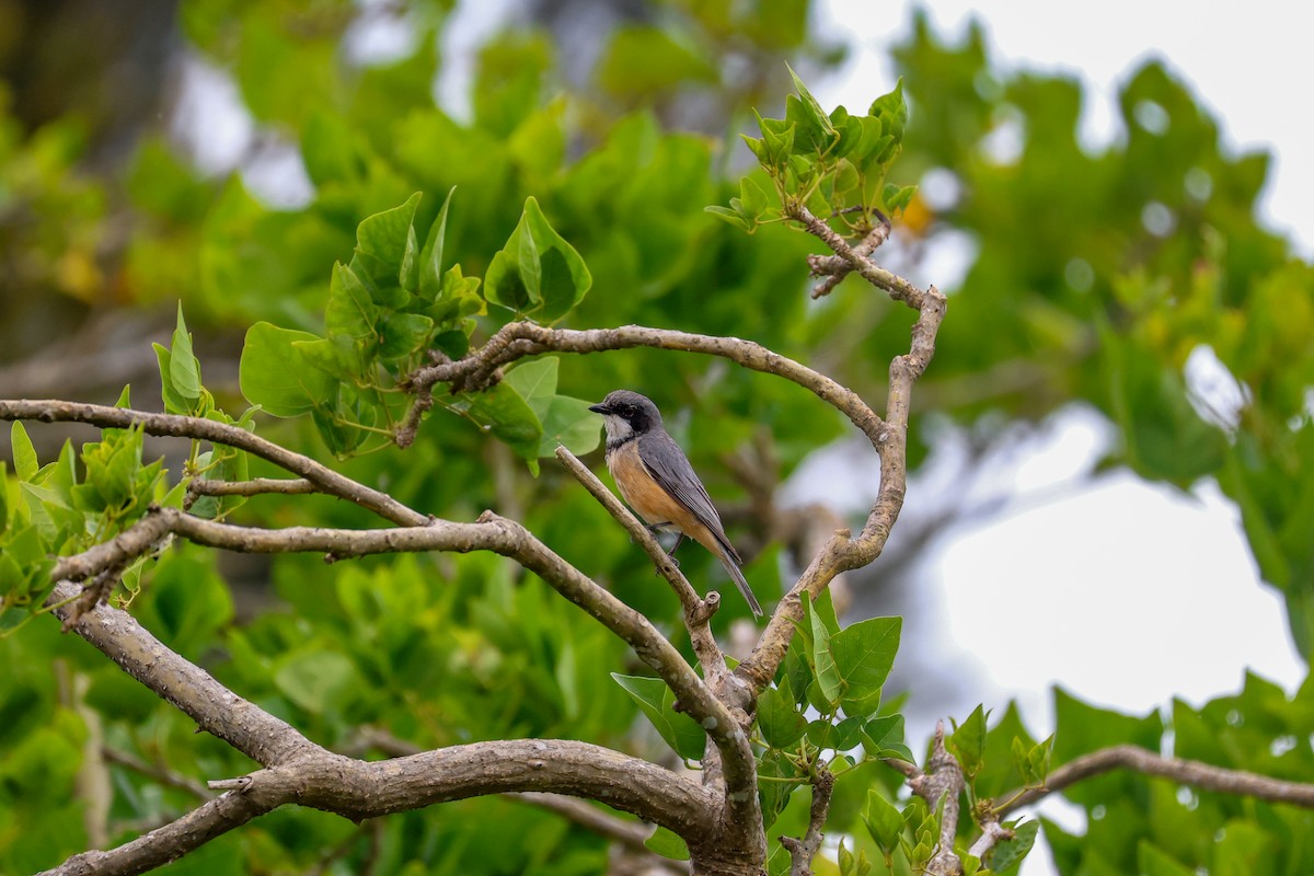 Rufous Whistler - ML645311542