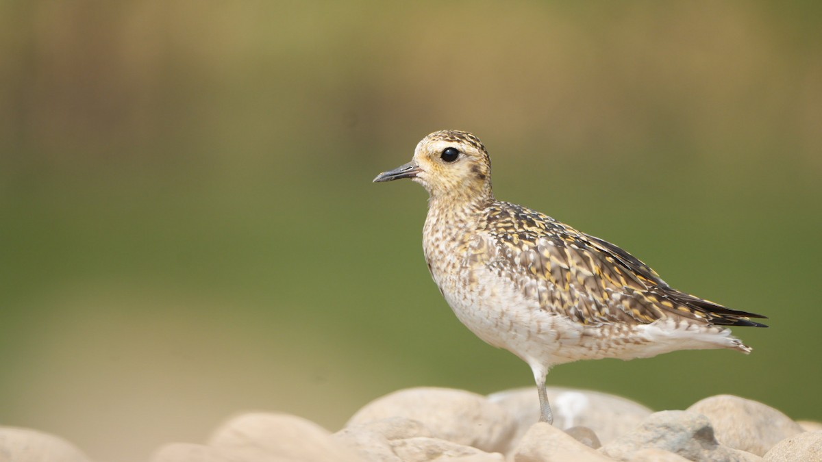 Pacific Golden-Plover - ML645311543