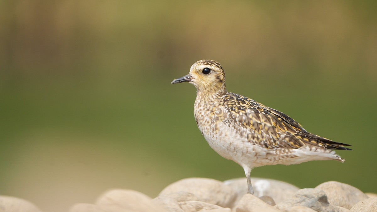 Pacific Golden-Plover - ML645311562