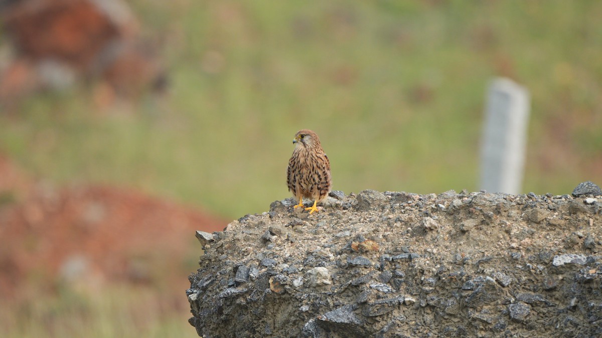 Eurasian Kestrel - ML645311577