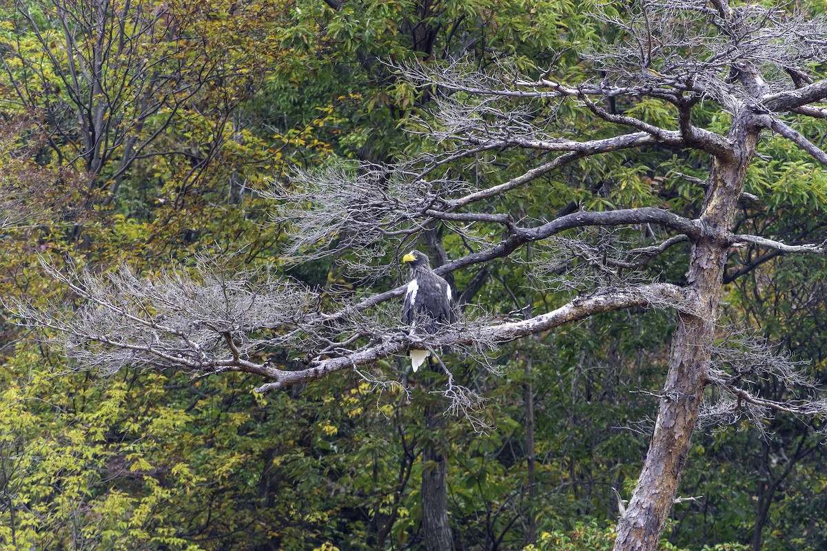 Steller's Sea-Eagle - ML645311580