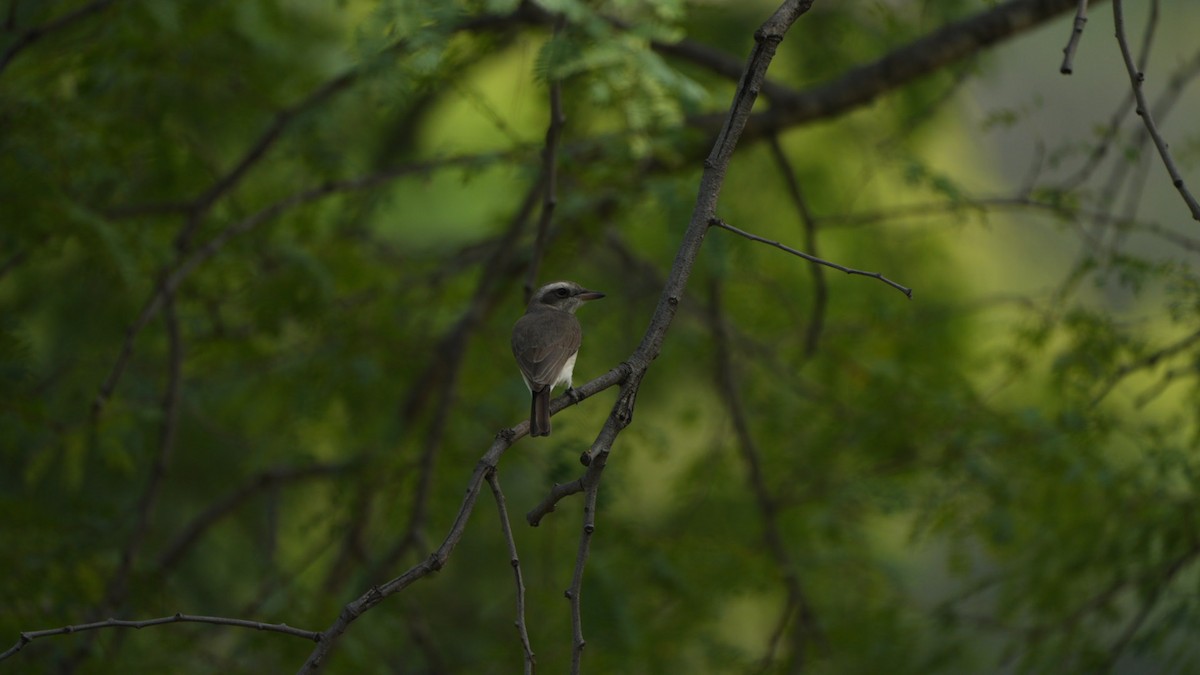 Common Woodshrike - ML645311583
