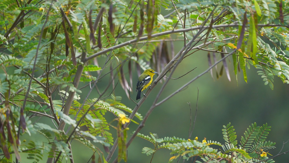 Common Iora - ML645311584
