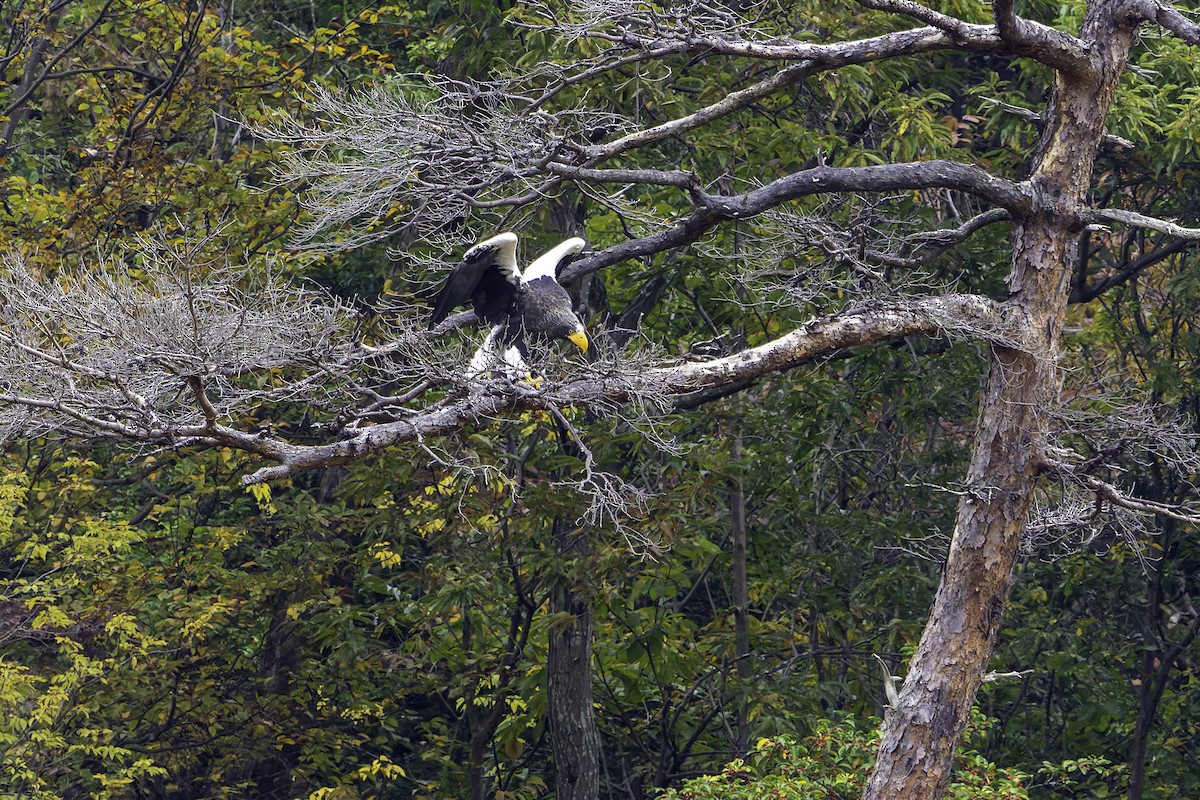 Steller's Sea-Eagle - ML645311585