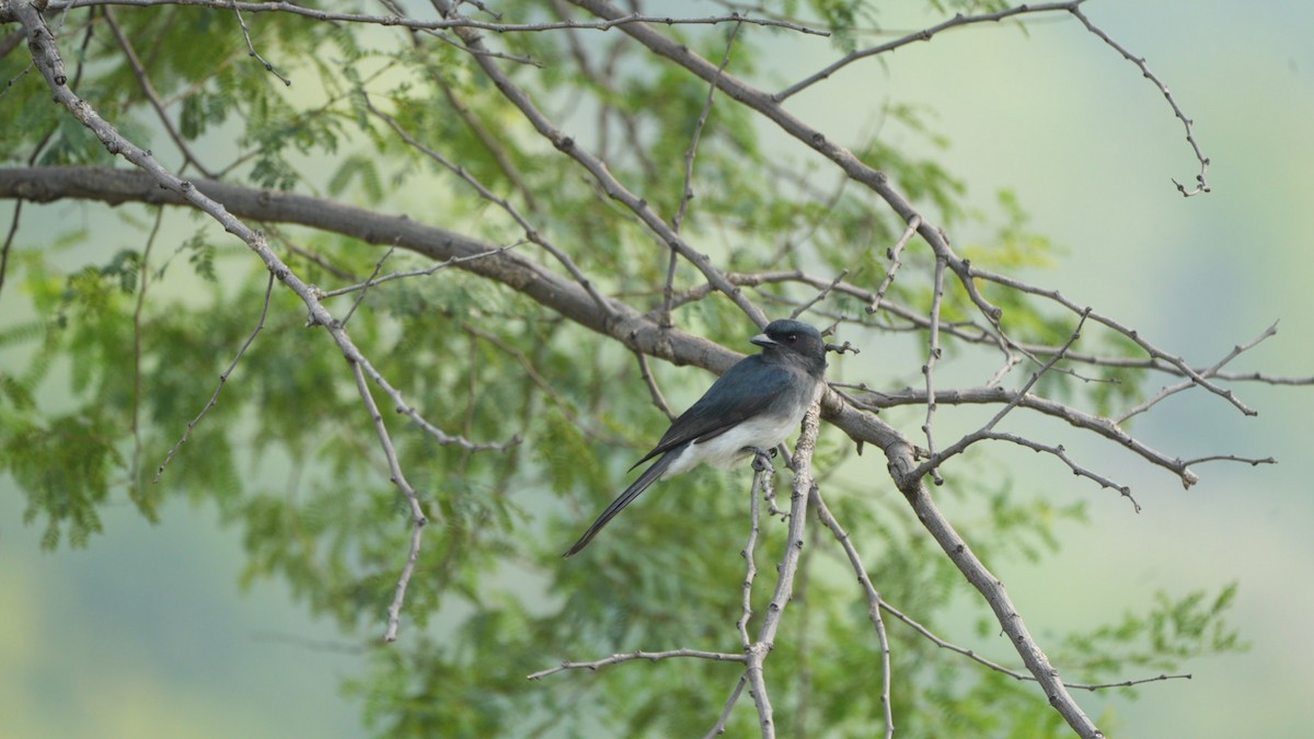 White-bellied Drongo - ML645311586