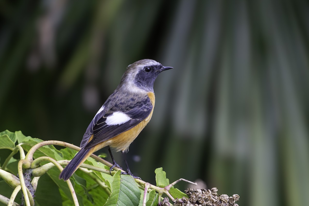 rehek daurský - ML645311592