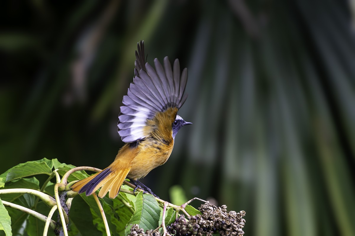 rehek daurský - ML645311593