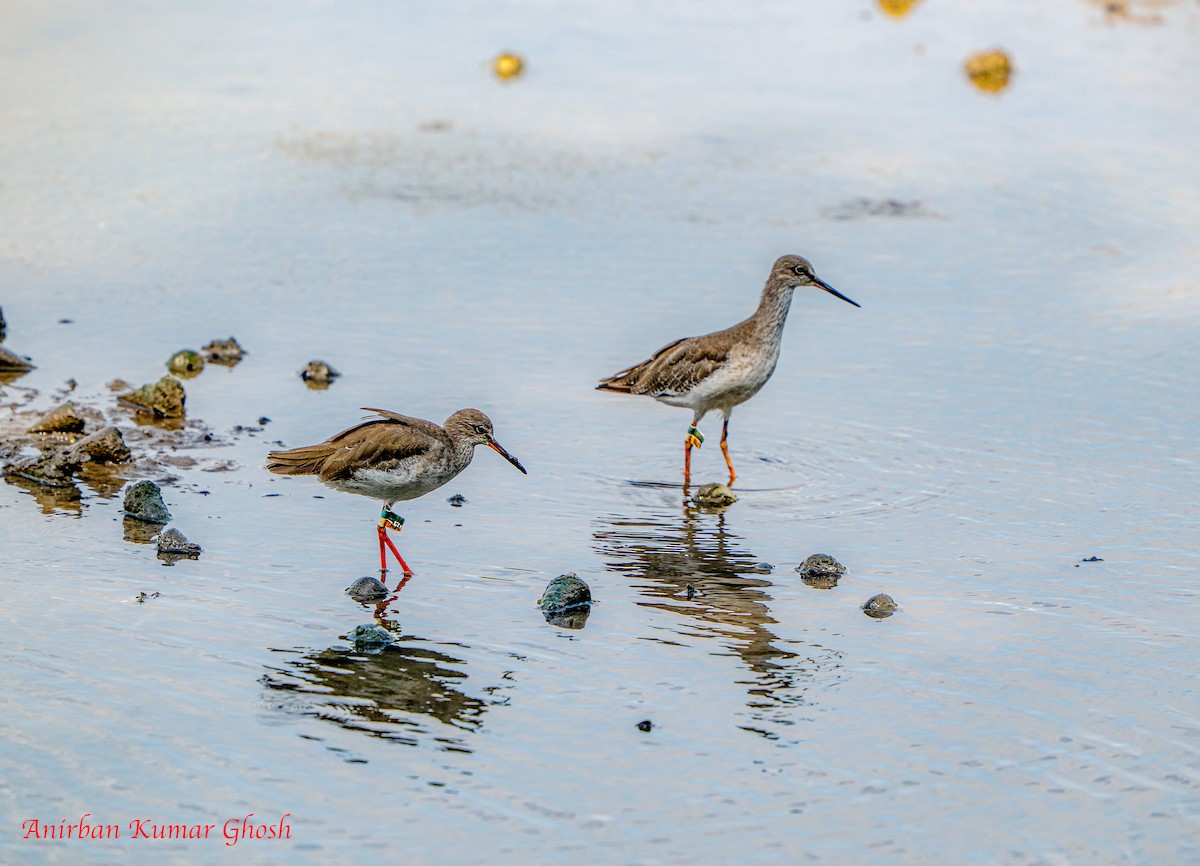 Common Redshank - ML645311605