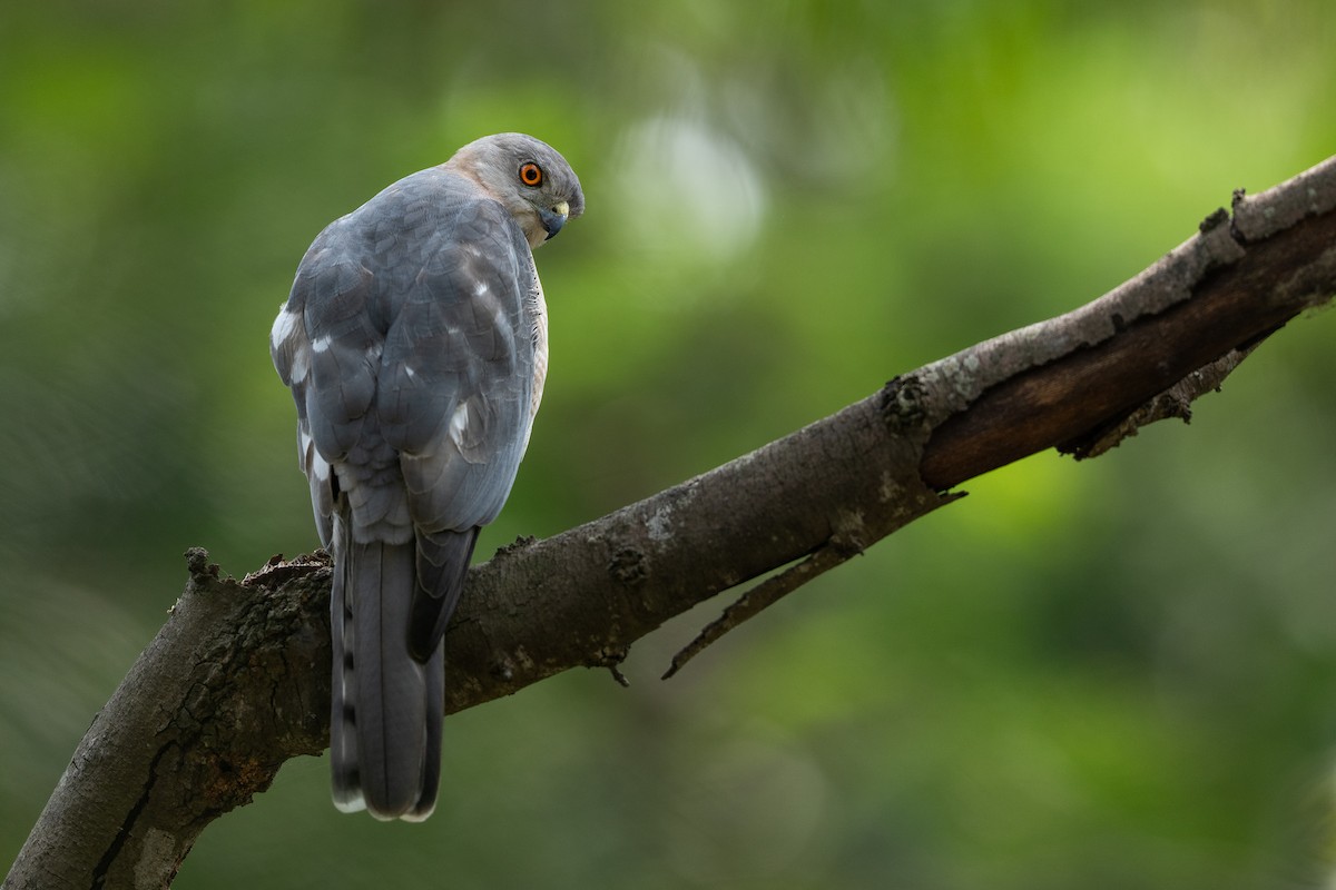 Shikra - ML645311609