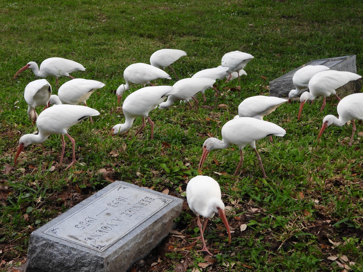 White Ibis - ML645311611