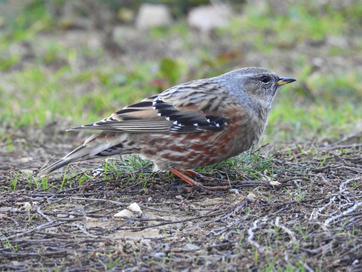Alpine Accentor - ML645311612