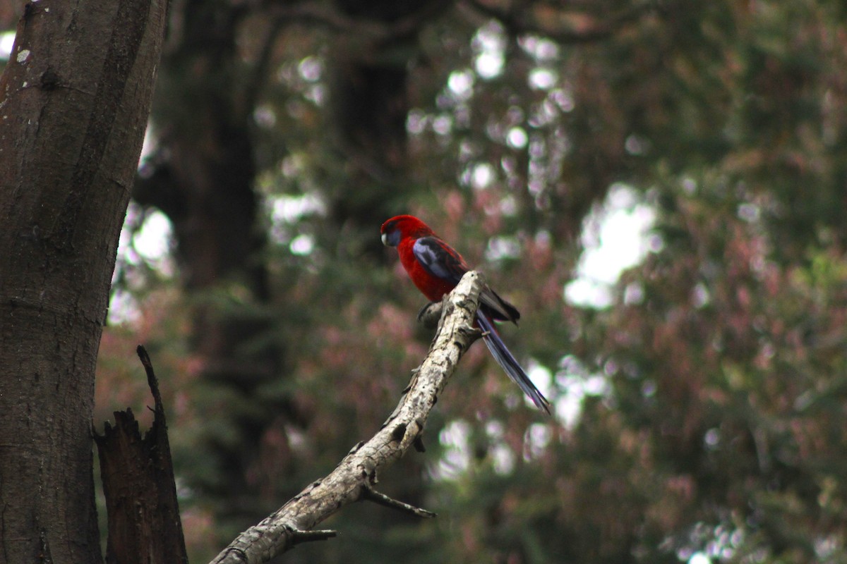 Crimson Rosella (Crimson) - ML645311613