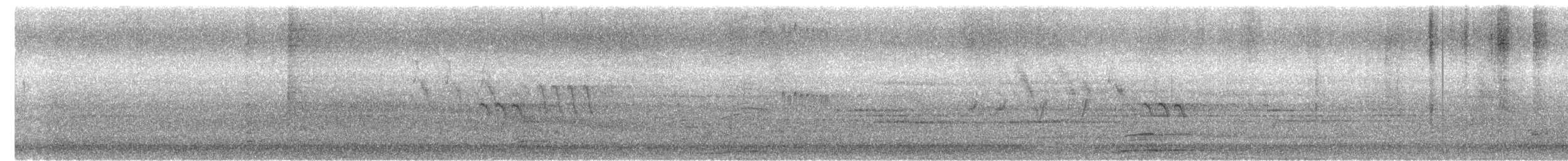 White-browed Wagtail - ML645311614