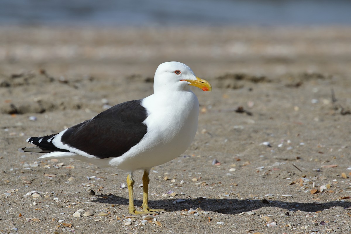 Kelp Gull - ML645311615