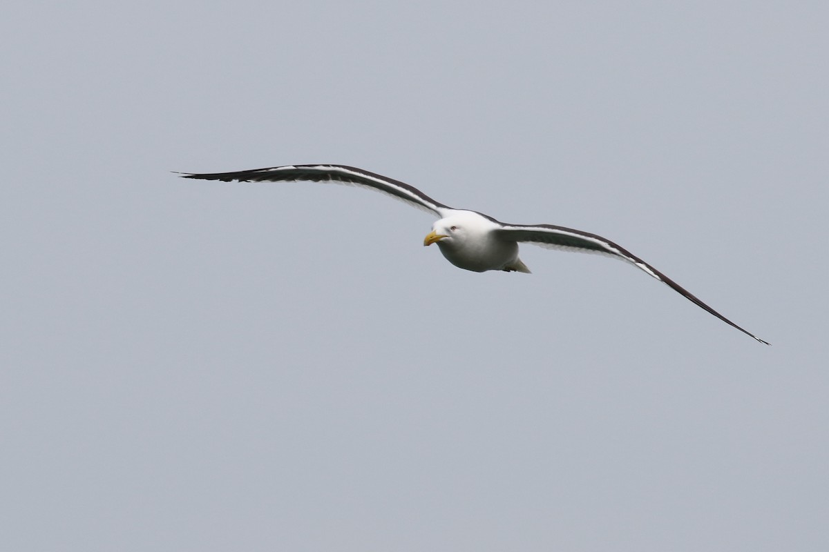 Kelp Gull - ML645311616