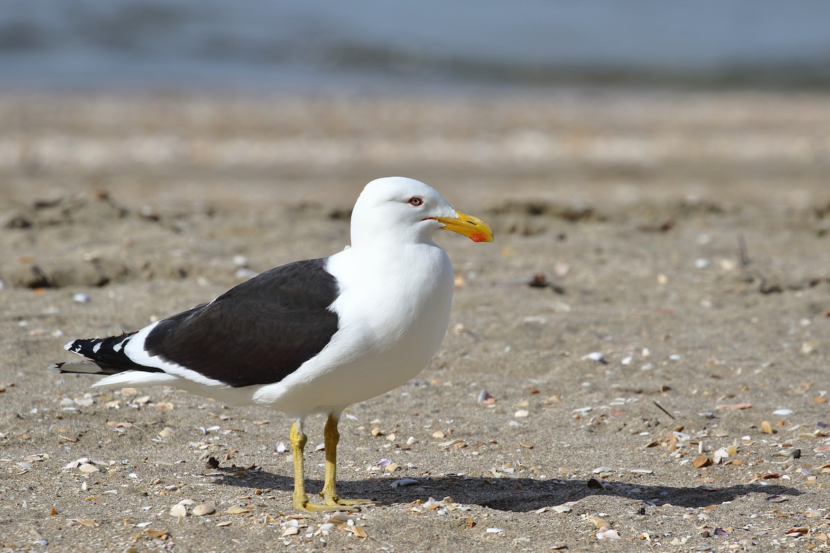 Kelp Gull - ML645311617