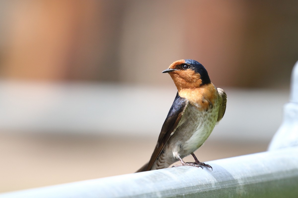 Welcome Swallow - ML645311619