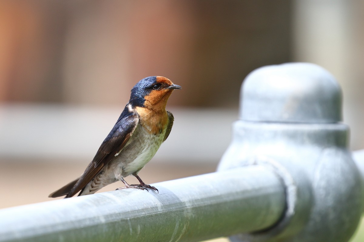 Welcome Swallow - ML645311620