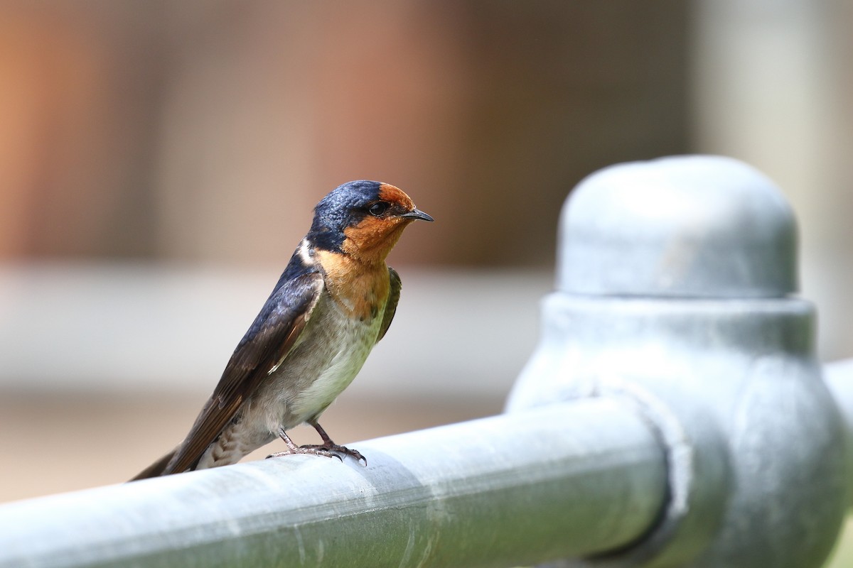 Welcome Swallow - ML645311621