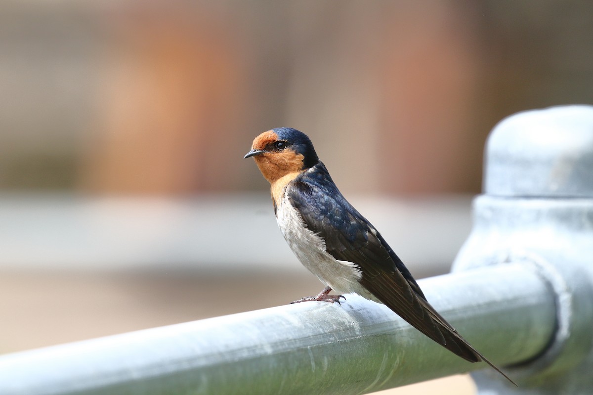 Welcome Swallow - ML645311622