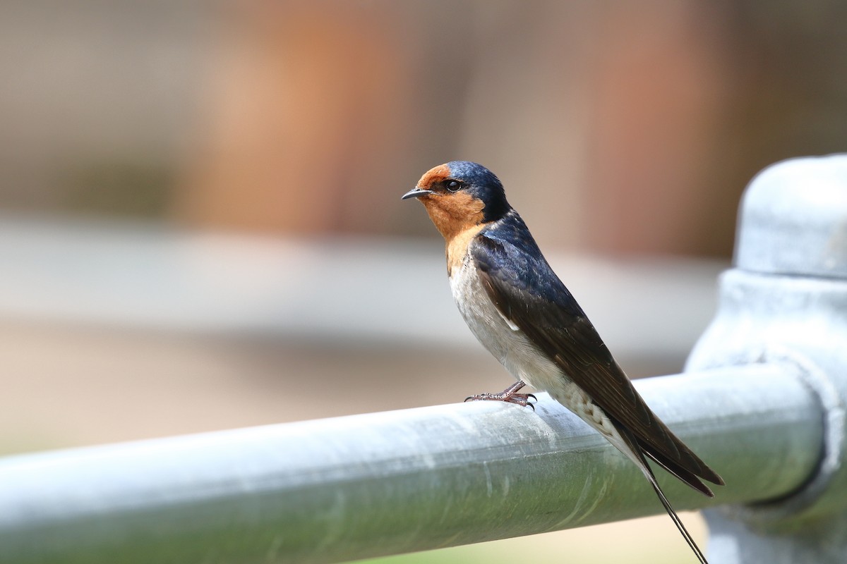 Welcome Swallow - ML645311623