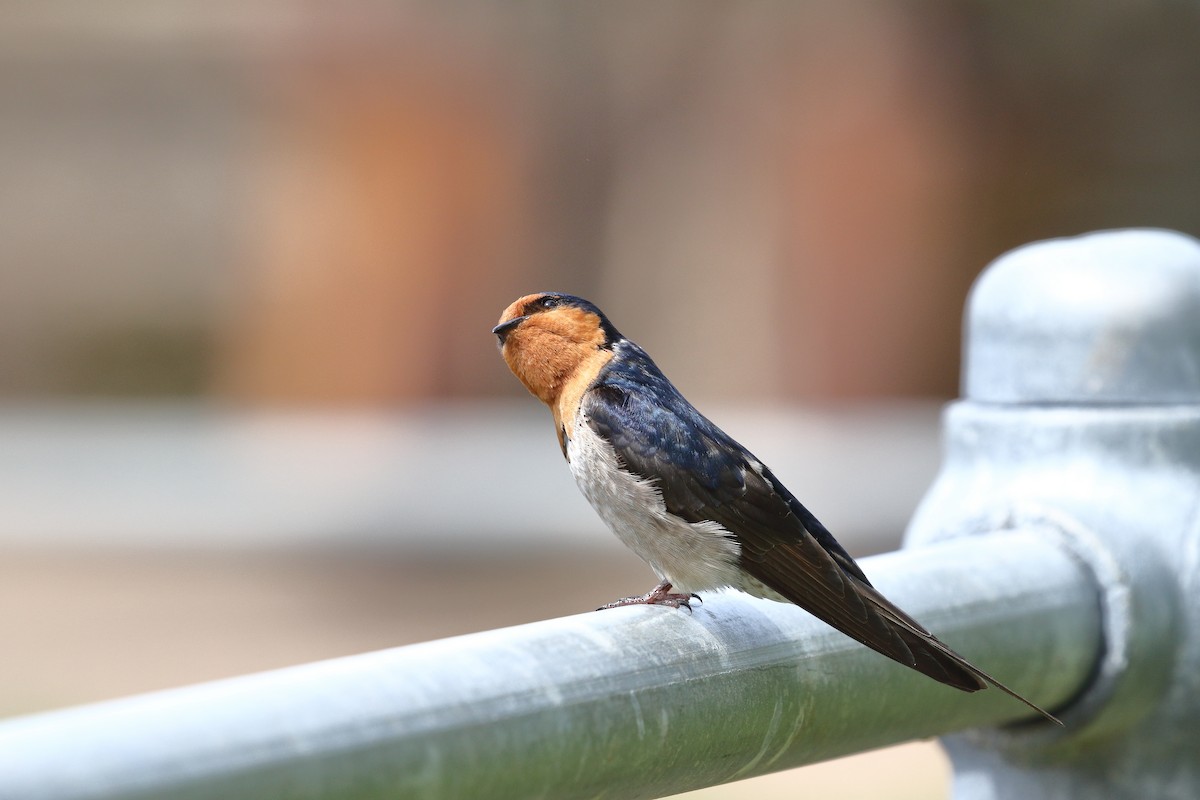 Welcome Swallow - ML645311624