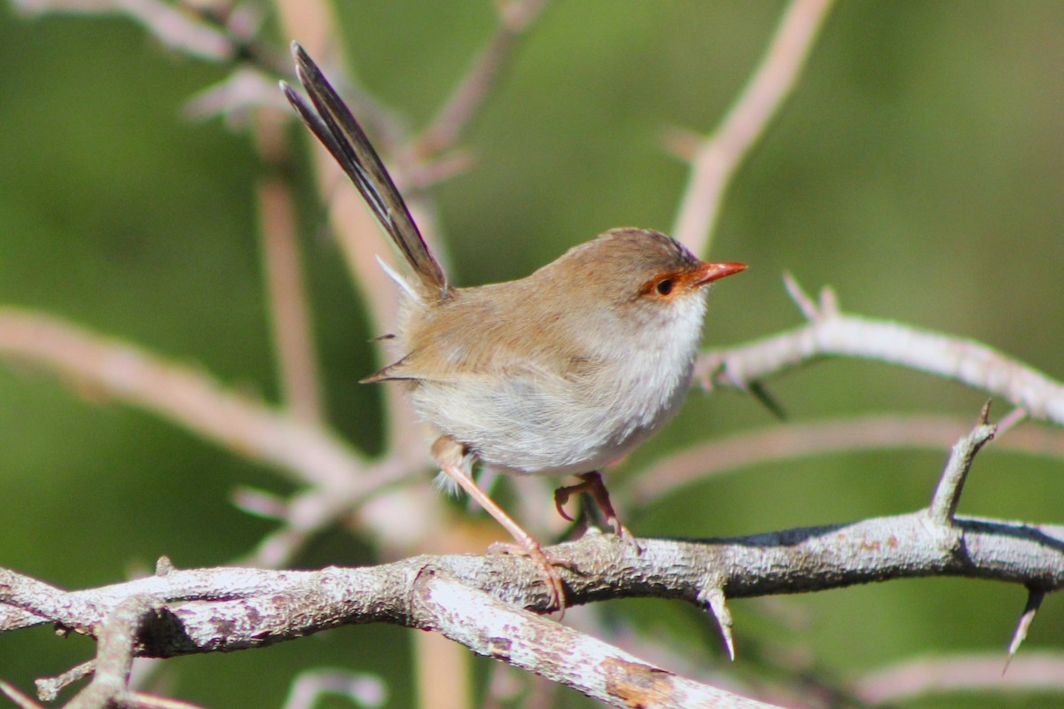 Superb Fairywren - ML645311625