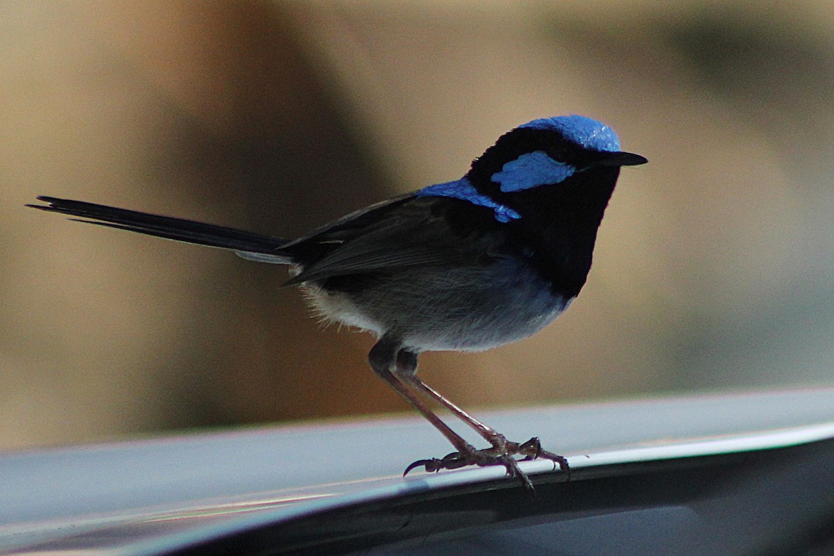Superb Fairywren - ML645311626