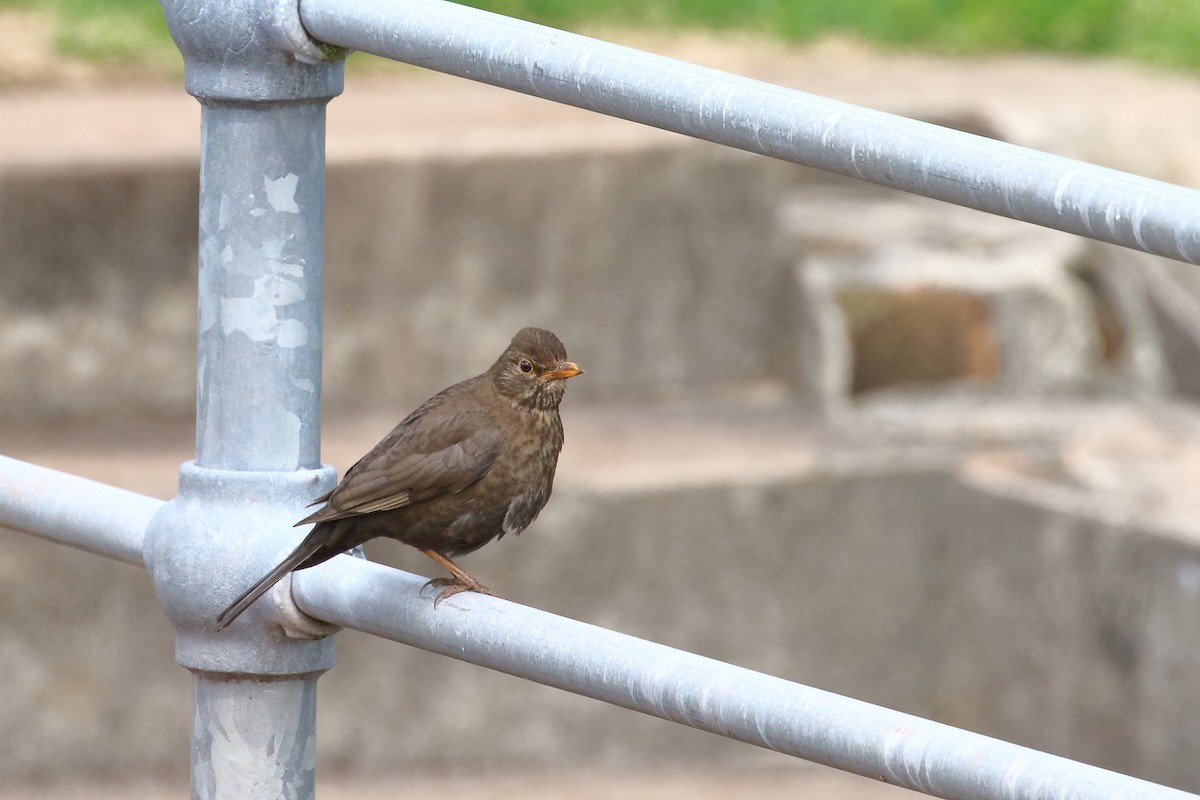 Eurasian Blackbird - ML645311627