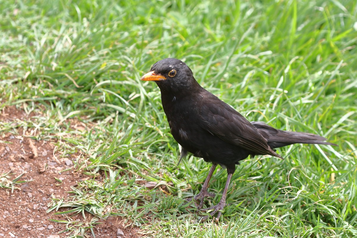 Eurasian Blackbird - ML645311628