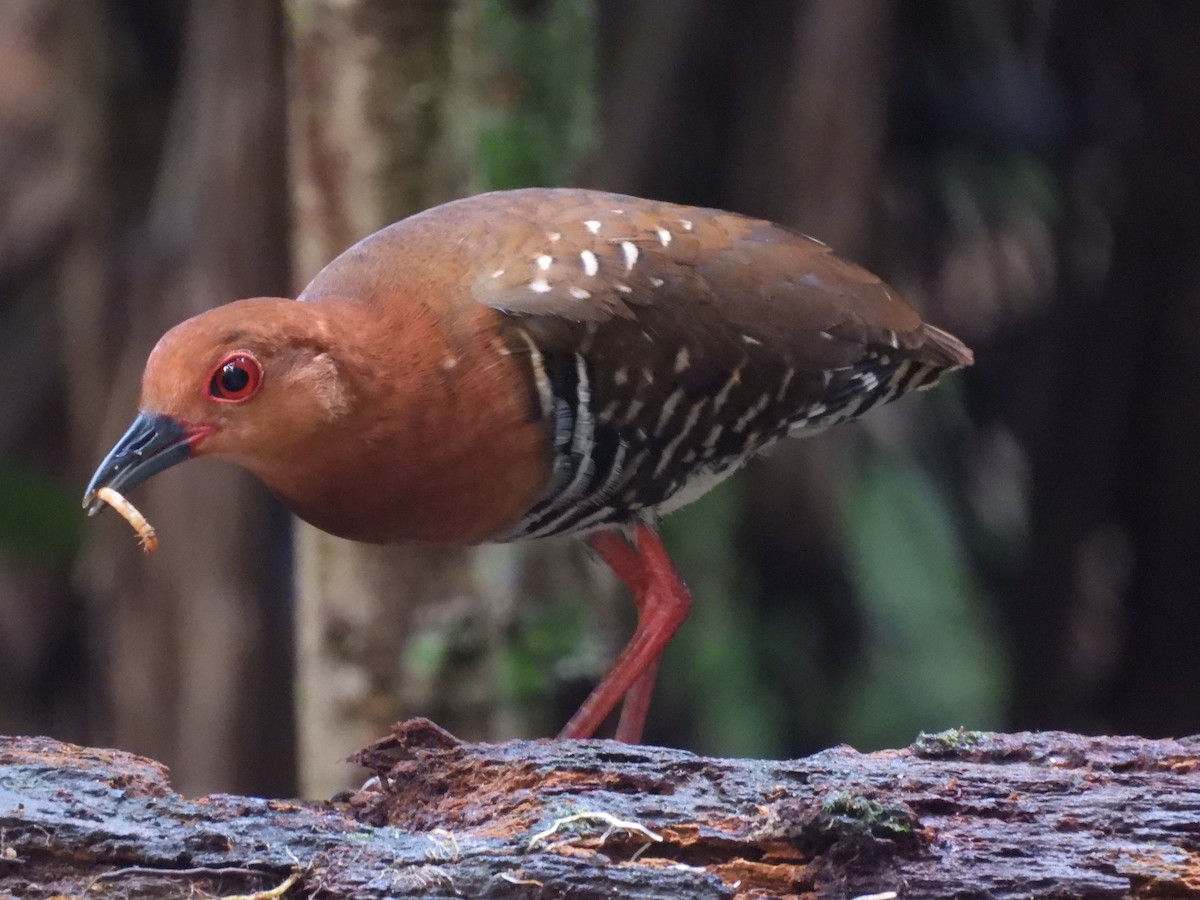 Red-legged Crake - ML645311630
