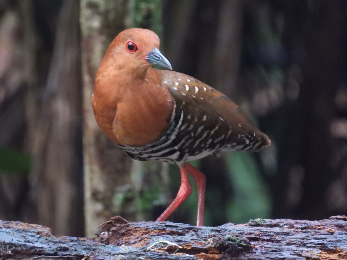Red-legged Crake - ML645311631