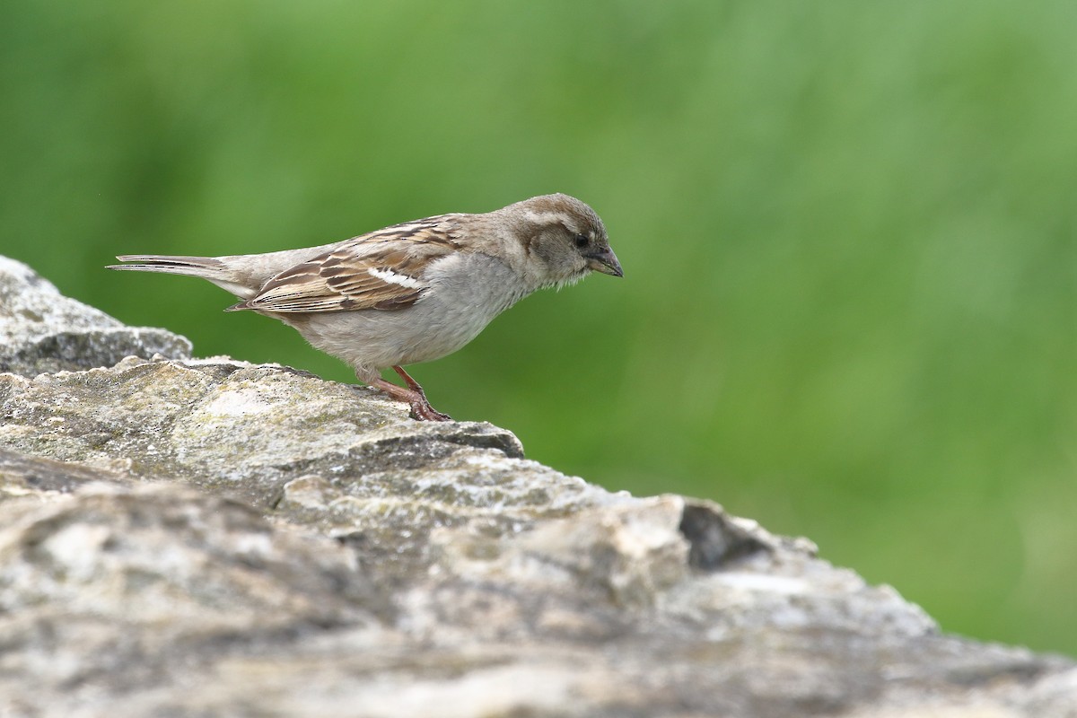 House Sparrow - ML645311632