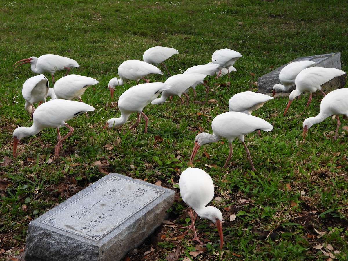 White Ibis - ML645311633